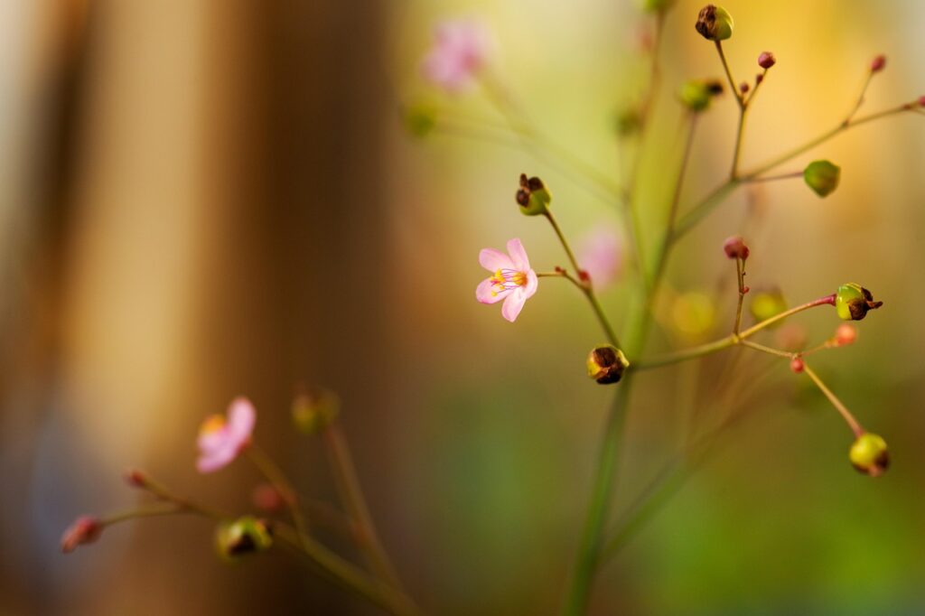 高麗人参サプリの副作用はどのようなものがあるのか？