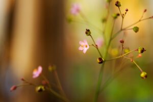 高麗人参サプリの副作用はどのようなものがあるのか？