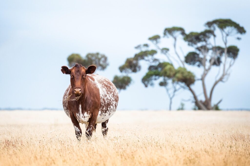 イソフラボンサプリは妊娠中に摂取しても安全ですか？