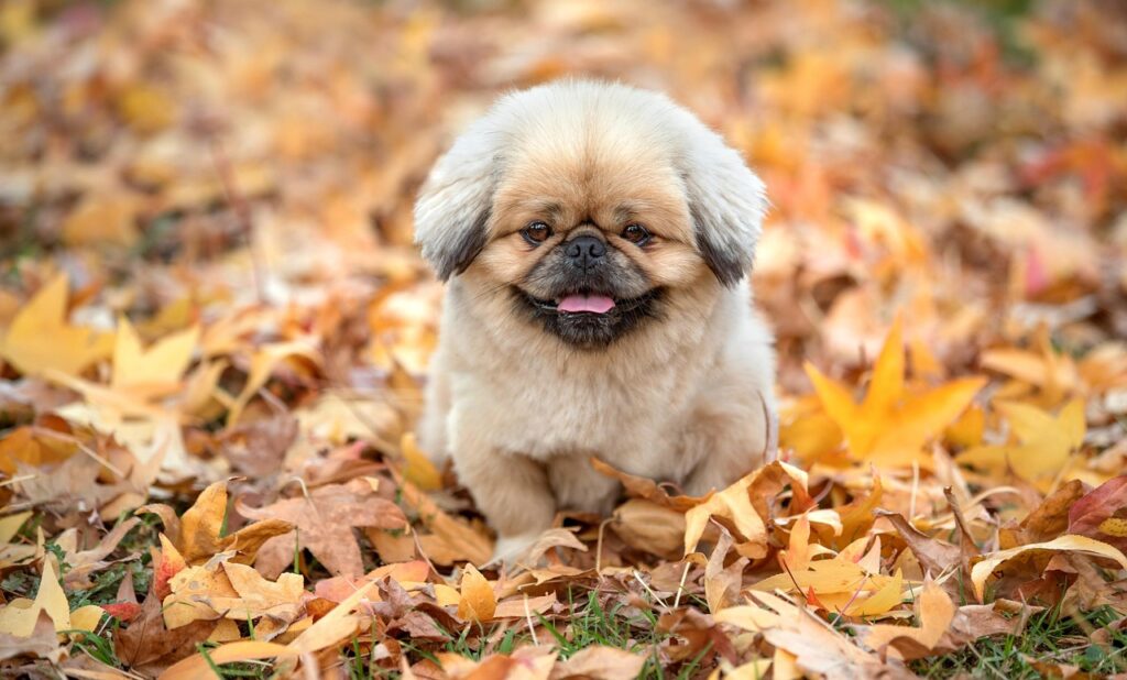 グルコマンナンサプリの副作用について知っておくべきことは？