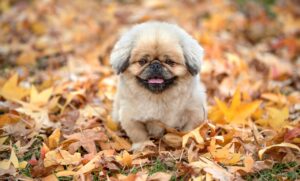 グルコマンナンサプリの副作用について知っておくべきことは？