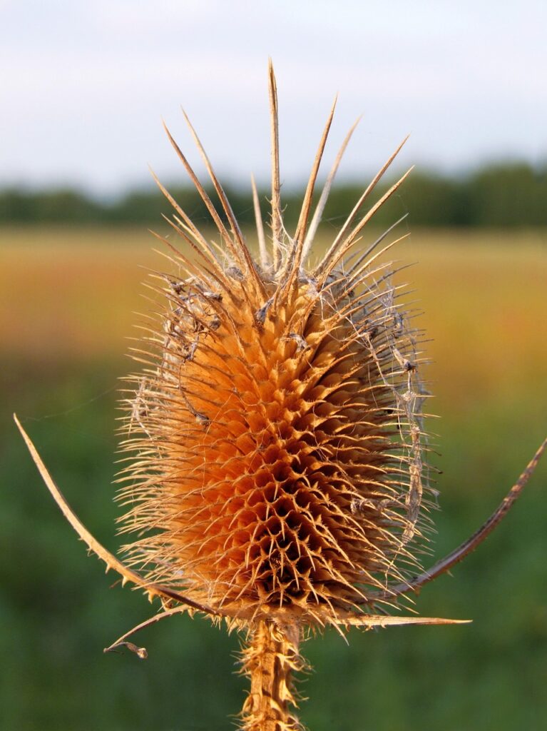 難消化性デキストリンサプリの効果と口コミはどうなっている？