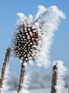 難消化性デキストリンサプリの効果と口コミはどのようなものですか？