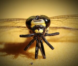 サプリの飲み過ぎが引き起こす体調不良の原因とは？