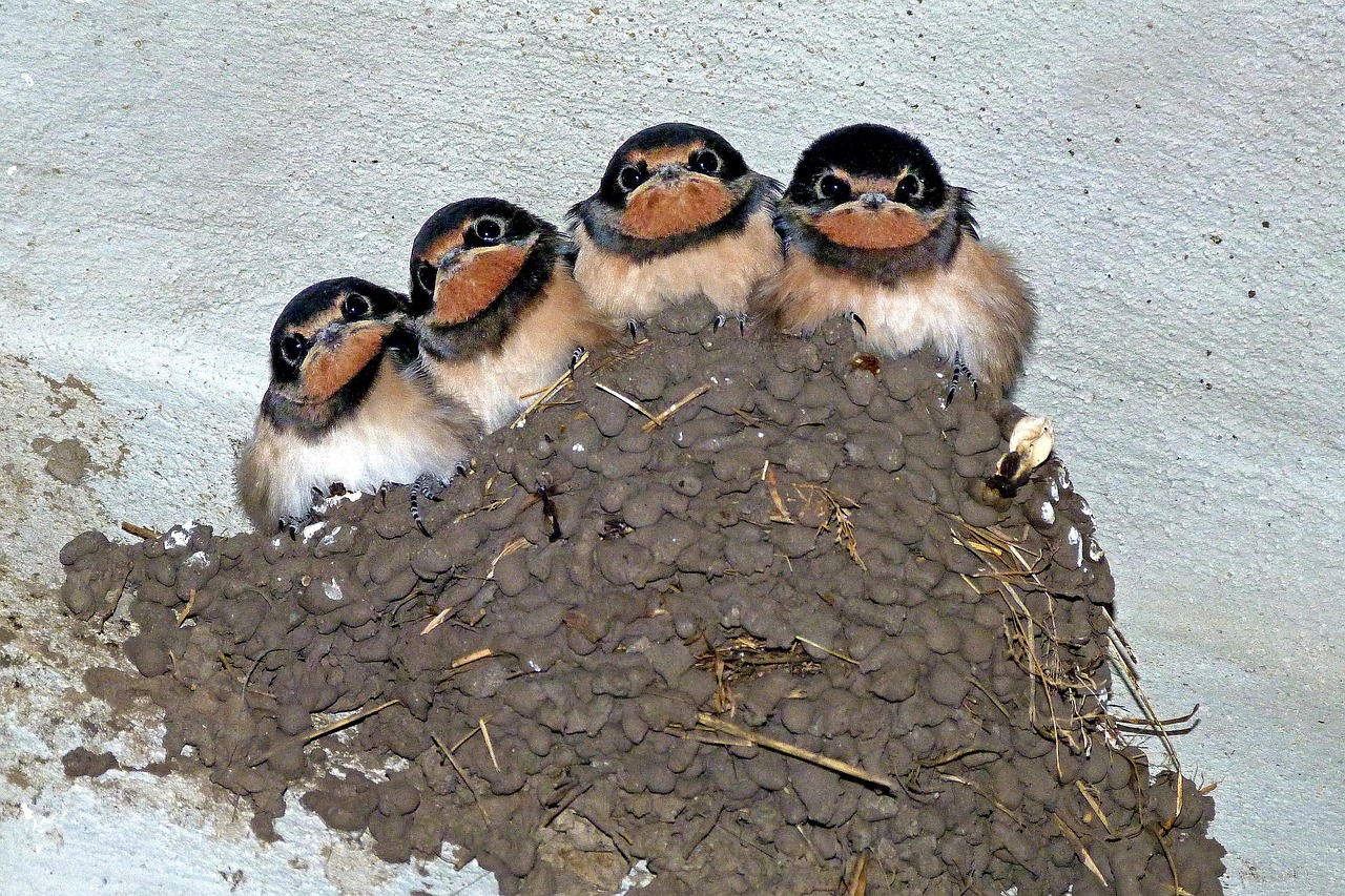 ツバメの巣サプリの効果と口コミはどのようなものですか？