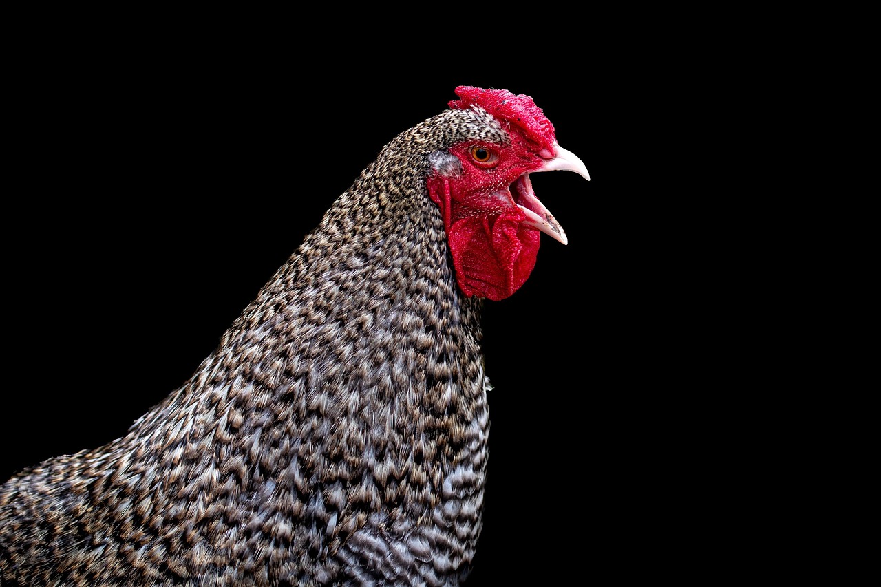 プロテオグリカンサプリの副作用について知っておくべきことは？