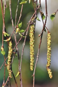 サプリを使用する際のアレルギーに関する注意点は？