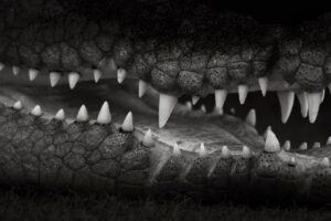 ローヤルゼリーサプリメントの危険性について知っておくべきことは？