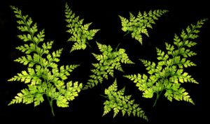 サプリメントを毎日飲まなくていい理由とは？