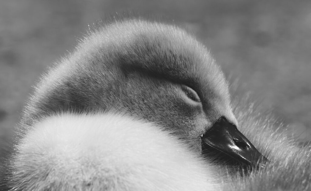 サプリの睡眠系における依存性について知っておくべきことは？